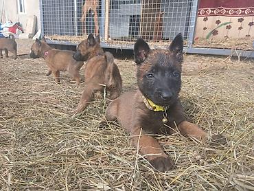 Продажа собак: Предлагаются к бронированию щенки Белгийской овчарки Малинуа.Щенков 9 — 14