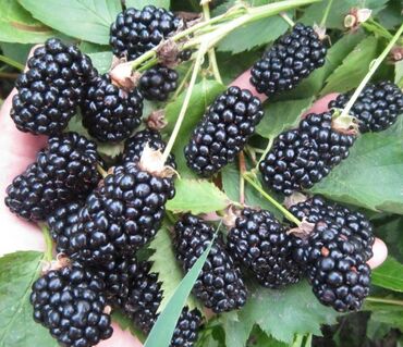 Фрукты и ягоды: Ежевика сортовая ремонтантная и летняя Сорта прошедшие сортоиспытание — 8