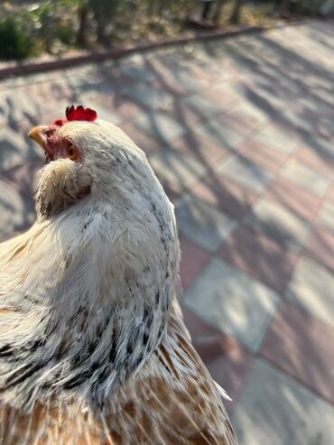 Toyuqlar: Toyuq, Yumurtalıq -da lalafo.az — 7 Toyuqlar: Toyuq, Yumurtalıq — 7