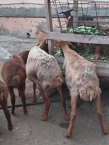 Qoyunlar, qoçlar: Damazlığ ana bala qoyunlar satılır. Balaların biri dişi, ikisi — 5