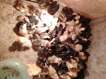 ordəyi: Linda yumuraları satıram Şəkildəki qazların yumurtalarıdır özüm — 6