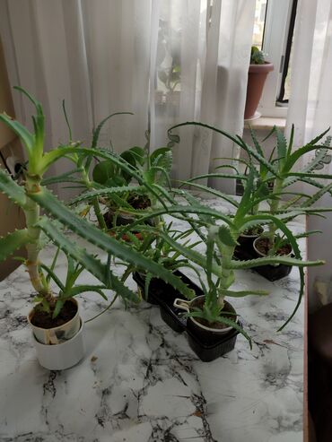 tülpan gül: Aloe gülü biri 5 manat