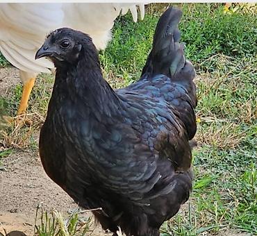 amadin qusu: Hinduşka ve ayam zemani yumurtasi — 3