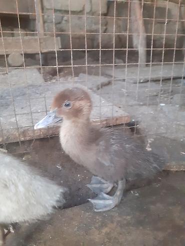 Ördəklər: Dişi, | Macar, Damazlıq, Ünvandan götürmə — 13