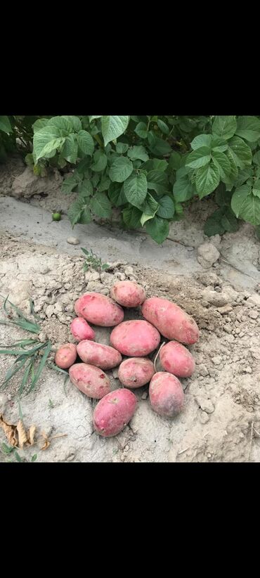 зонтик уличный: Картошка семенная 2022! Из Голландии. Сорт "Гереза" высокоурожайный"