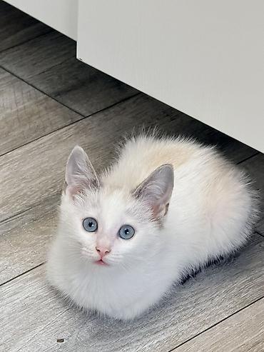 Мышыктар: Котёнок 2 месяца, мальчик, с голубыми глазами. Мы зовем его Сагындык 🤍 — 1
