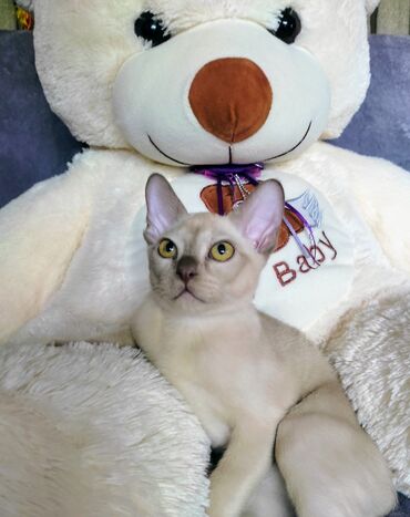 животные кошки: Питомник европейской Бурмы " BurmAzia" котята 3мес. привитые с