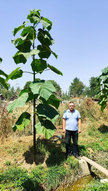 бак сатам: Уруктар жана көчөттөр Павловния, Өзү алып кетүү