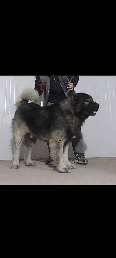 Psi: Kavkaski ovcari, štenci na prodaju stari 2 meseca slobodni za na lalafo.rs — 10 Psi: Kavkaski ovcari, štenci na prodaju stari 2 meseca slobodni za — 10