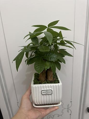 Замиокулькас (Долларовое дерево): Комнатные растения в горшках (на выбор): 1) Замиокулькас (Zamioculcas — 8