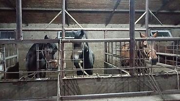 Лошади, кони: Продаю | Кобыла (самка), Конь (самец), Жеребец — 4