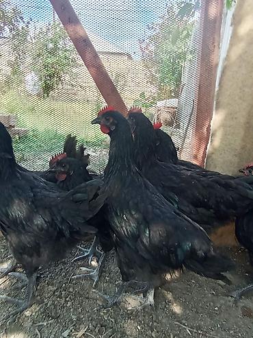 labrador satilir: Avstralob çolpalari xəstəiliyleri yoxdur tecli satılır tek tek alana — 3