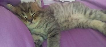 Tabbi