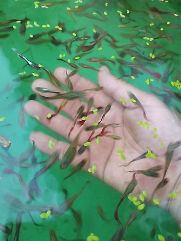 Балыктар: Продаю живородящих аквариумных рыбок,ГУППИ" . Эта не прихотливая — 2