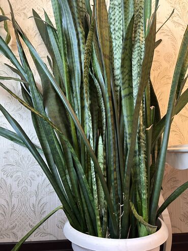 dəmir tikanı bitkisi: Əıi qılıncı - 130 cm Sansevyera bitkisi