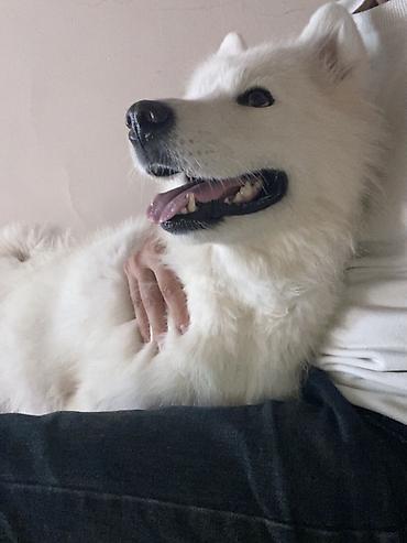 alman ovcarkasi satilir: Samoyed, 4 il, Dişi, Ünvandan götürmə — 4