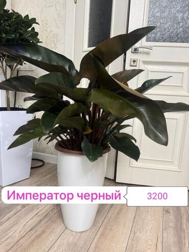 книжные шкафы бу: Декоративдик гүлдөр