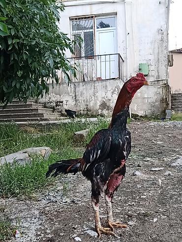 it sekilleri afcarka: 9 aylıqdı .Tam sağlam heyvandıbahalı cins heyvandı.İstəyən tayında — 1