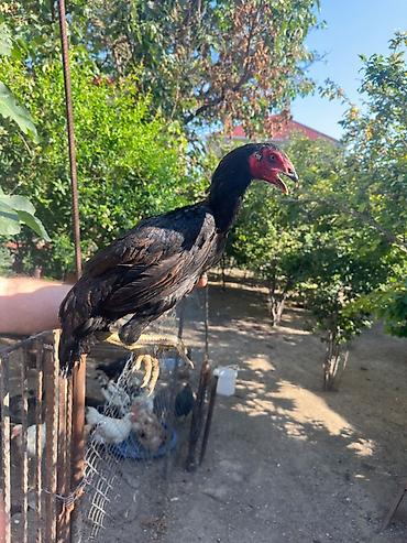 Xoruzlar: Aseel,Hintbrazil,İngilis, Tayland Cinsi qani bilinen heyvanlardi — 5