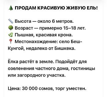 дихлофос цена бишкек: Живая ель для озеленения - Высота: около 6 метров - Возраст: примерно — 2