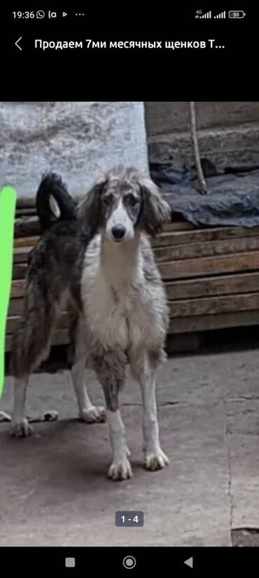 Собаки: Ушул тайган жоголуп кетти кара балта Алексеевка жактан коргон