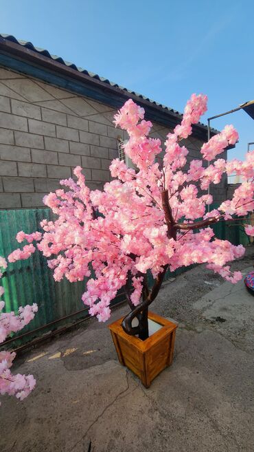 Декоративные цветы: Сакура искусственное дерево высота 2 м ширина 2 м цена от 1000 сом at lalafo.kg — 19 Декоративные цветы: Сакура искусственное дерево высота 2 м ширина 2 м цена от 1000 сом — 19
