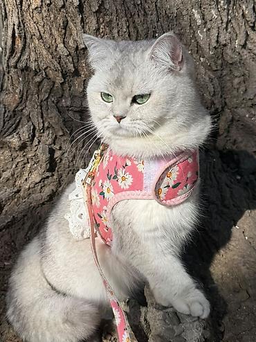 silver chinchilla: Şinşilla, Dişi, Yaxşı əllərə, Pulsuz çatdırılma — 1
