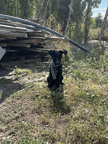 вет: 3 айлык, Эркек — 4