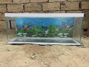 akvarium işığı: Şüşə akvarium – geniş ölçülü, dekorativ fonlu Uzunluq - 110 Eni - 28.5 — 6