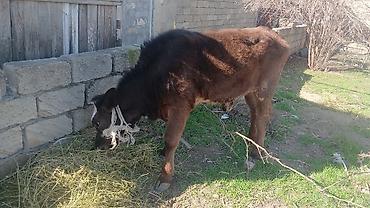 Dana, buzov: Diși göbəkli 7ayLlq disi danadlr. dananln anaslvə anaslnln anaslda — 15