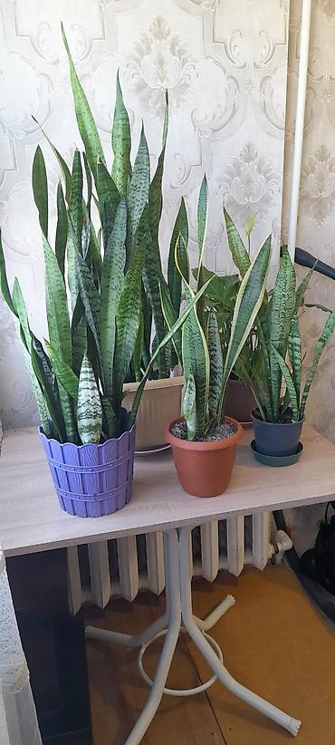balaca limon: Sansevieria (Qaynanadili) otaq bitkiləri - Növ: Sansevieria — 1