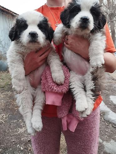 Продажа собак: Сенбернар Щенки крупной породы, пушистые, с бело‑черным окрасом — 1
