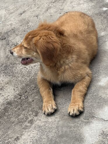 щенок хмонг цена: Продается щенок