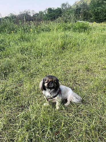 it bazari 2018: Pekines, 2 il, Dişi, Cütləşmə üçün — 2