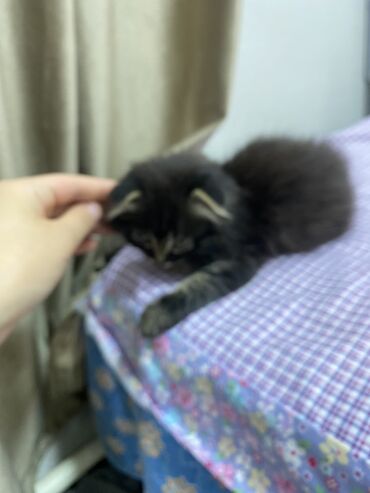 чёрная кошка: Кошка даром: Скотиш Фолд (Шотландская вислоухая), 2 месяца, Мальчик, Приучена к лотку, Проглистована