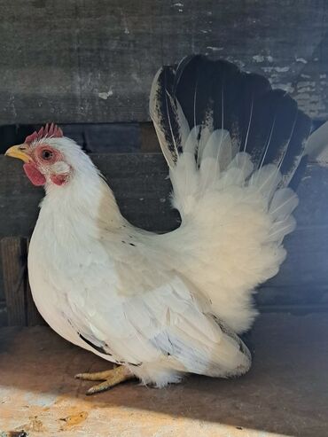 Куры, петухи: Продаю | Куры, Петух — 5