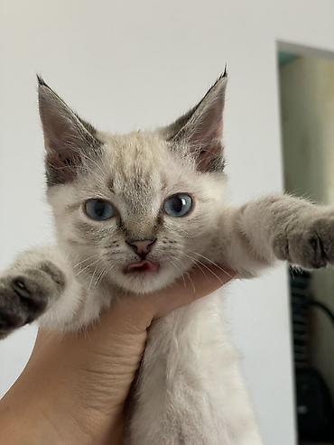 ххх с кошкой: 2 месяца, Девочка, Приучена к лотку — 3