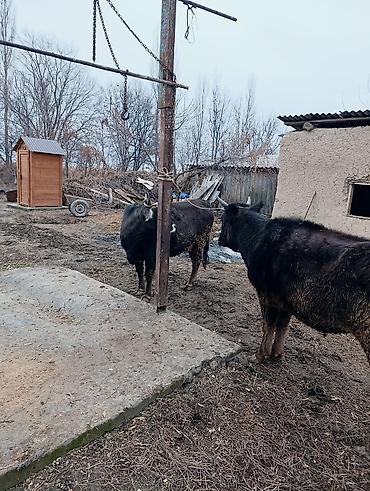 Коровы, быки: Продаю | Корова (самка) | Для молока | После отела — 9