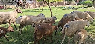 Qoyunlar, qoçlar: Dişi, il: 1, Damazlıq, Pulsuz çatdırılma — 5