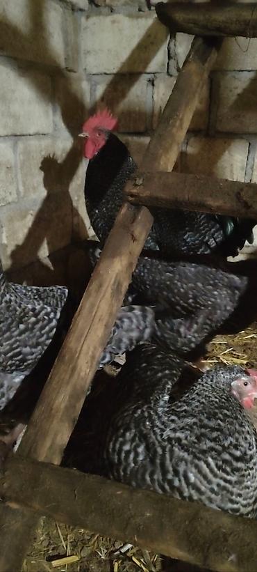 sumqayıtda cücə satışı: Xarkov və avustroluq yumurtalari satışı şeki 60 qəpik — 3