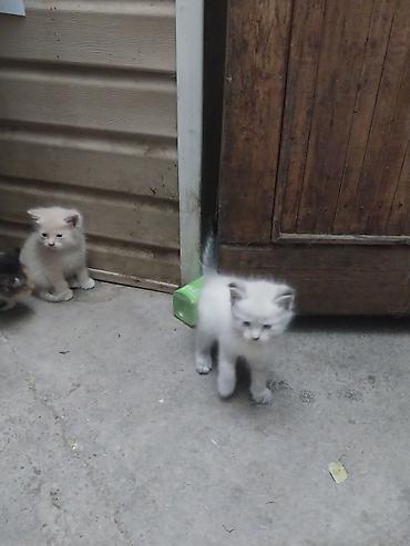 кошка регдолл: Отдам красивых котят в хорошие руки — 1