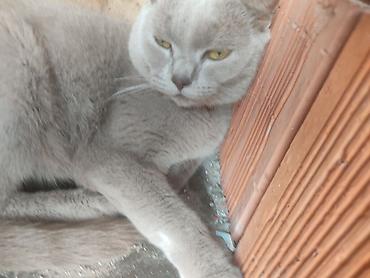 erkey pisik adlari: Erkək, Cütləşmə üçün, Ünvandan götürmə — 3