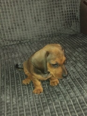 сколько стоит щенок хаски без документов: Такса, 2 месяца, Самец