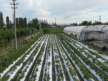 Другой готовый бизнес: Готовый бизнес. Теплица — 2