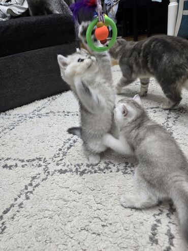 Pişiklər: Şotland, Ünvandan götürmə -da lalafo.az — 9 Pişiklər: Şotland, Ünvandan götürmə — 9