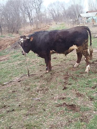 Коровы, быки: Продаю | Бык (самец) | Для разведения | Племенные — 12