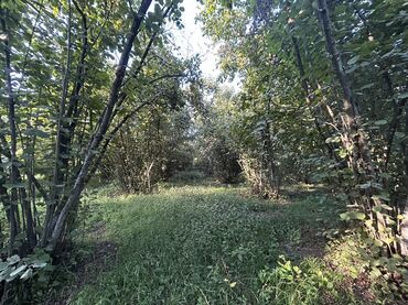 Kirayə torpaq sahələri: Kənd təsərrüfatı -da lalafo.az — 11 Kirayə torpaq sahələri: Kənd təsərrüfatı — 11