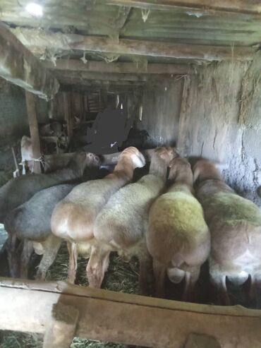 медогонка 4 рамочная бу: Продаю | Овца (самка)