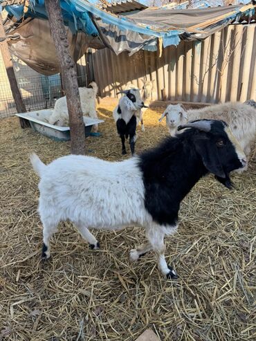 Козы, козлы: Продаю | Козёл (самец) | Зааненская | Для разведения | Племенные — 17