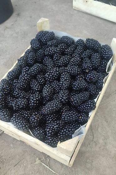 Ежевика: Ежевика — 3